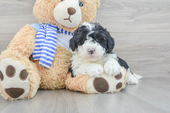 Best Mini Sheepadoodle Baby
