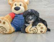 7 week old Mini Sheepadoodle Puppy For Sale - Florida Fur Babies