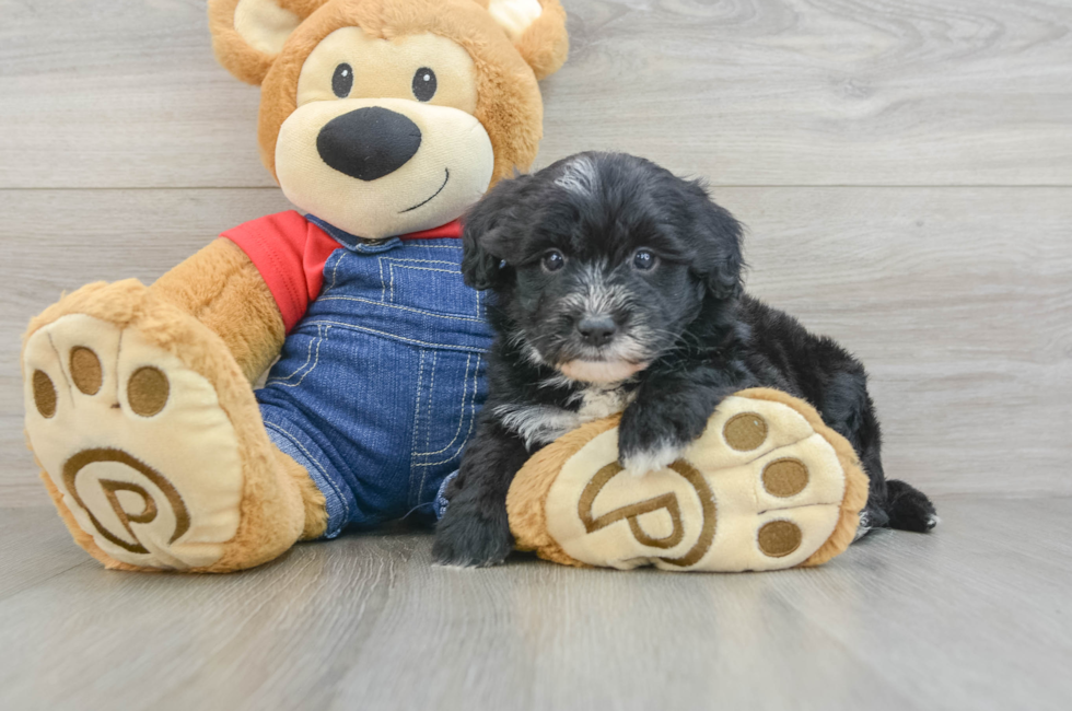 5 week old Mini Sheepadoodle Puppy For Sale - Florida Fur Babies