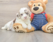 7 week old Mini Sheepadoodle Puppy For Sale - Florida Fur Babies