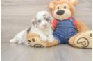 Smart Mini Sheepadoodle Poodle Mix Pup
