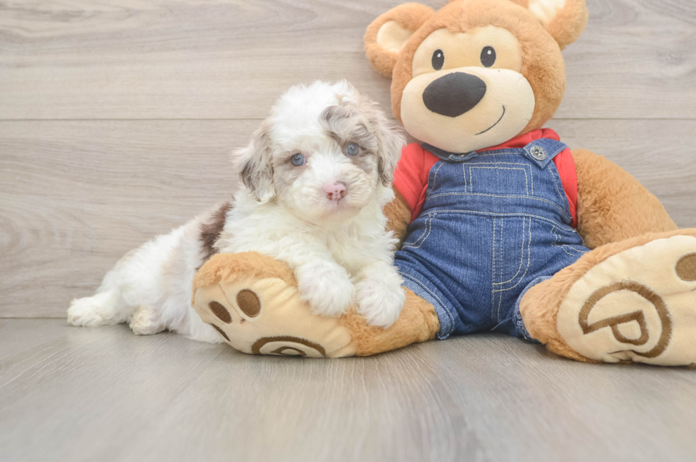 5 week old Mini Sheepadoodle Puppy For Sale - Florida Fur Babies