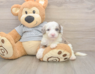 8 week old Mini Sheepadoodle Puppy For Sale - Florida Fur Babies