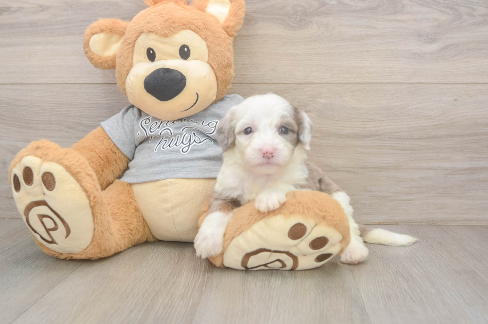 5 week old Mini Sheepadoodle Puppy For Sale - Florida Fur Babies