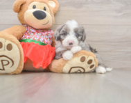 6 week old Mini Sheepadoodle Puppy For Sale - Florida Fur Babies