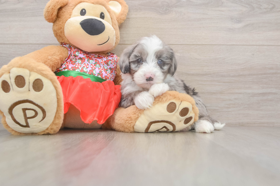 5 week old Mini Sheepadoodle Puppy For Sale - Florida Fur Babies