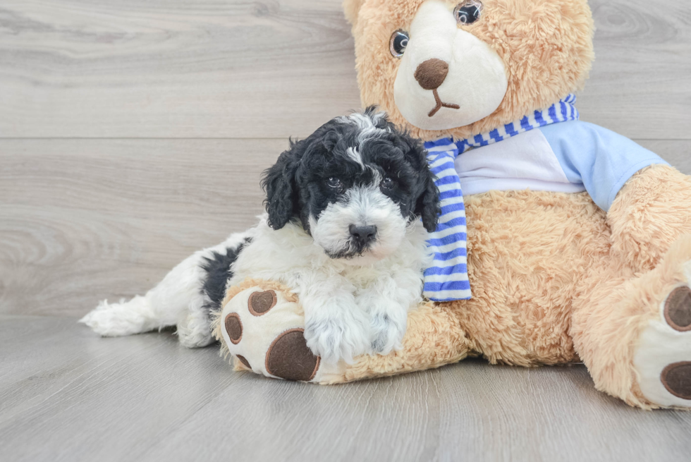 Energetic Sheep Dog Poodle Mix Puppy
