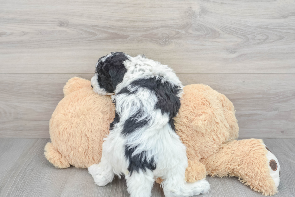 Mini Sheepadoodle Pup Being Cute