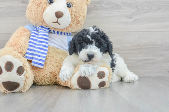 Adorable Sheep Dog Poodle Mix Puppy