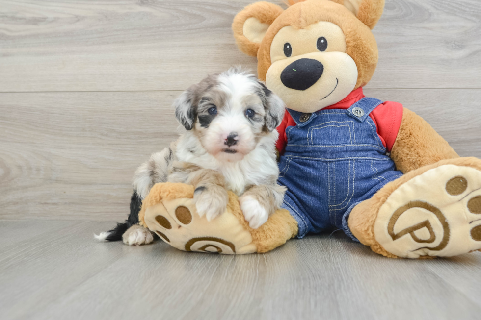 Mini Sheepadoodle Puppy for Adoption