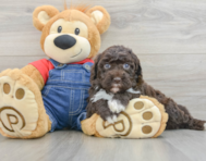7 week old Mini Sheepadoodle Puppy For Sale - Florida Fur Babies