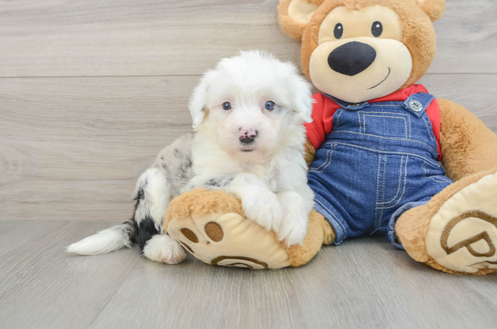 5 week old Mini Sheepadoodle Puppy For Sale - Florida Fur Babies
