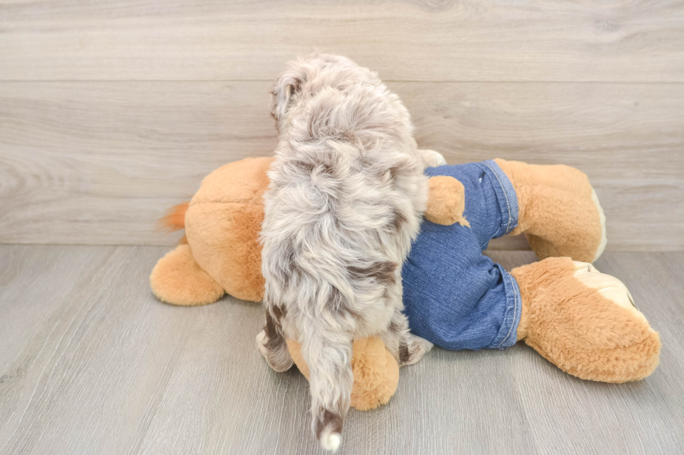 Popular Mini Sheepadoodle Poodle Mix Pup