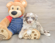 6 week old Mini Sheepadoodle Puppy For Sale - Florida Fur Babies