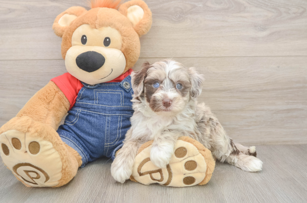 5 week old Mini Sheepadoodle Puppy For Sale - Florida Fur Babies