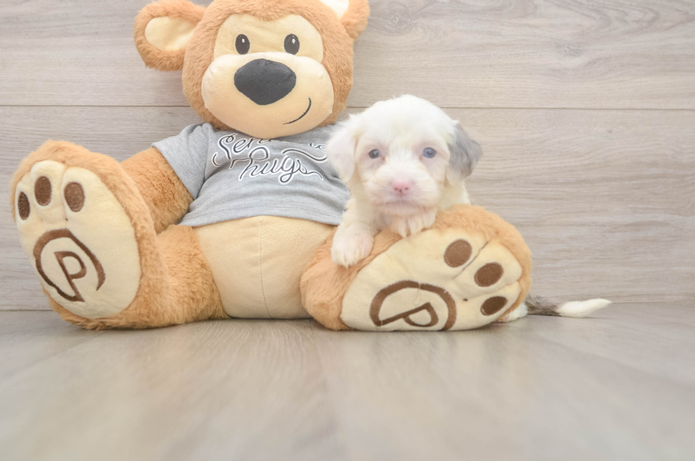 5 week old Mini Sheepadoodle Puppy For Sale - Florida Fur Babies