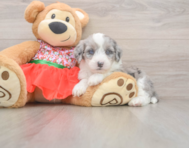 6 week old Mini Sheepadoodle Puppy For Sale - Florida Fur Babies