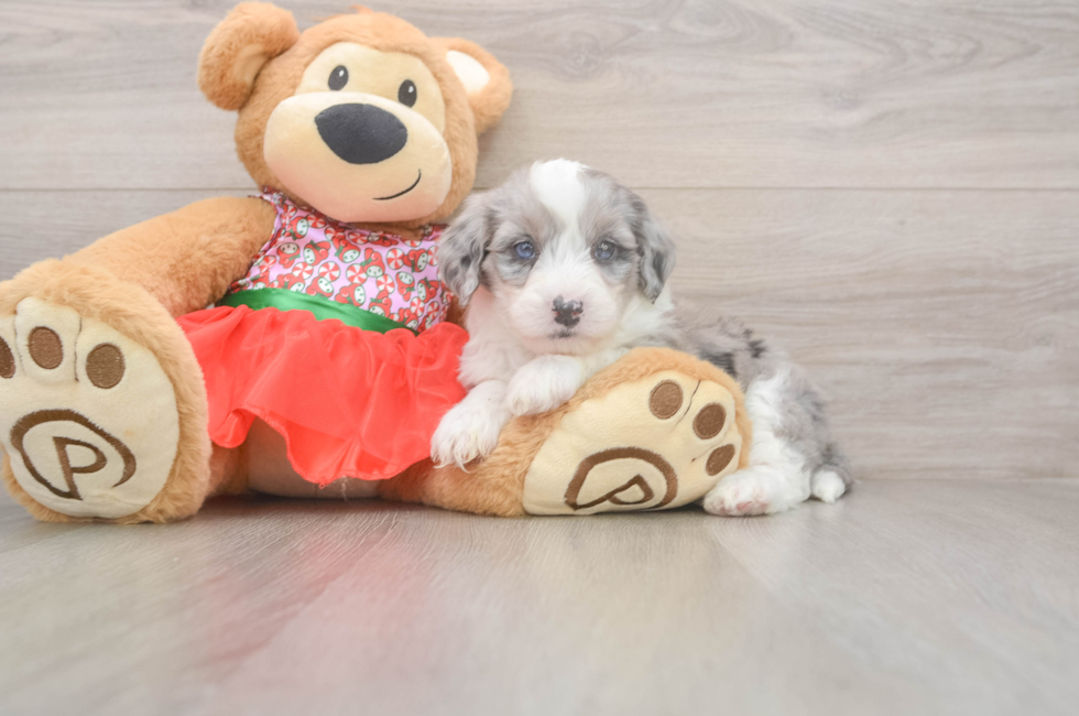 5 week old Mini Sheepadoodle Puppy For Sale - Florida Fur Babies