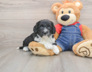 5 week old Mini Sheepadoodle Puppy For Sale - Florida Fur Babies