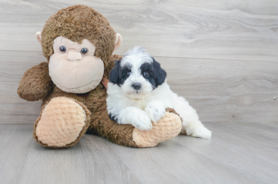 29 week old Mini Sheepadoodle Puppy For Sale - Florida Fur Babies