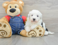 5 week old Mini Sheepadoodle Puppy For Sale - Florida Fur Babies