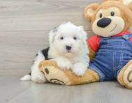 5 week old Mini Sheepadoodle Puppy For Sale - Florida Fur Babies
