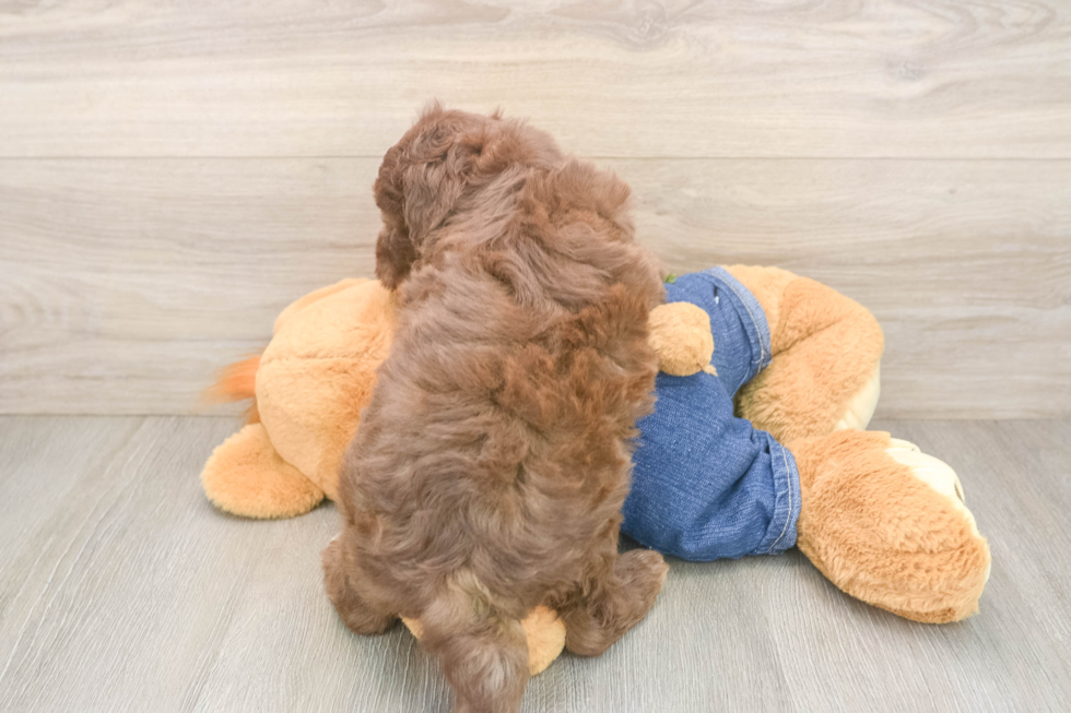 Small Mini Sheepadoodle Baby