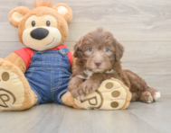 5 week old Mini Sheepadoodle Puppy For Sale - Florida Fur Babies