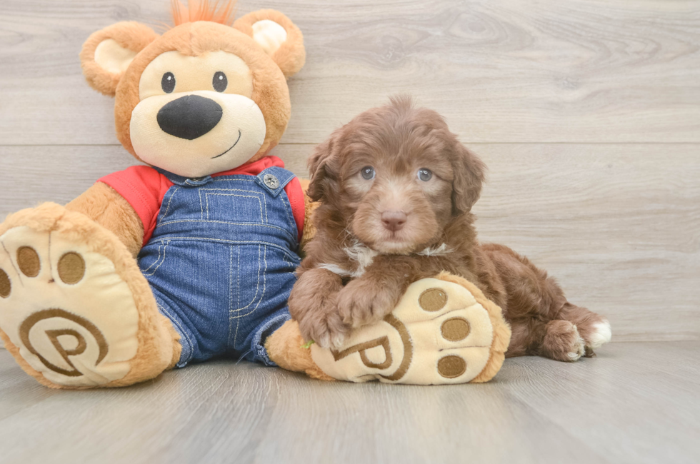 5 week old Mini Sheepadoodle Puppy For Sale - Florida Fur Babies