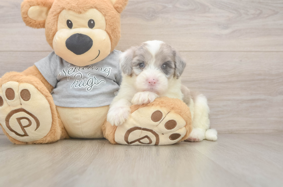 5 week old Mini Sheepadoodle Puppy For Sale - Florida Fur Babies