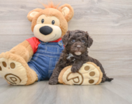 5 week old Mini Sheepadoodle Puppy For Sale - Florida Fur Babies