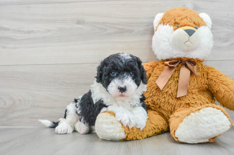 6 week old Mini Sheepadoodle Puppy For Sale - Florida Fur Babies