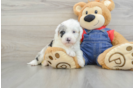 Mini Sheepadoodle Pup Being Cute