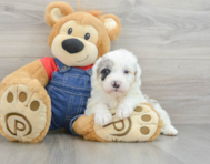 5 week old Mini Sheepadoodle Puppy For Sale - Florida Fur Babies