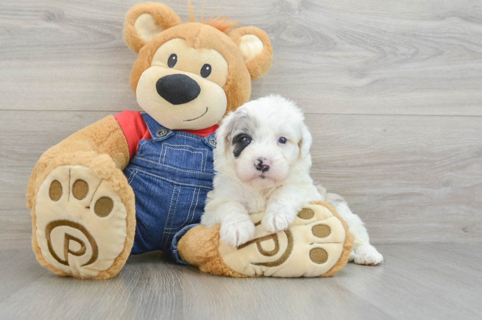 8 week old Mini Sheepadoodle Puppy For Sale - Florida Fur Babies