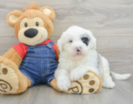 5 week old Mini Sheepadoodle Puppy For Sale - Florida Fur Babies