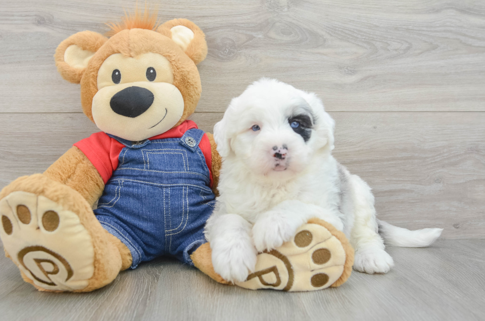 5 week old Mini Sheepadoodle Puppy For Sale - Florida Fur Babies