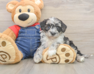 5 week old Mini Sheepadoodle Puppy For Sale - Florida Fur Babies