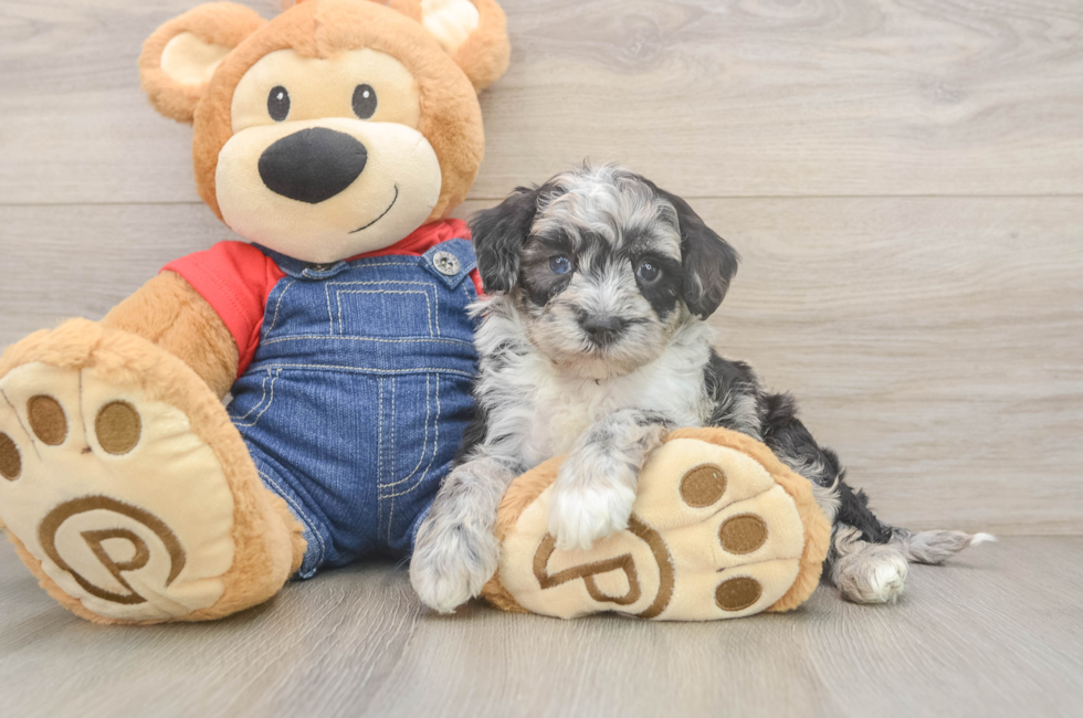 5 week old Mini Sheepadoodle Puppy For Sale - Florida Fur Babies