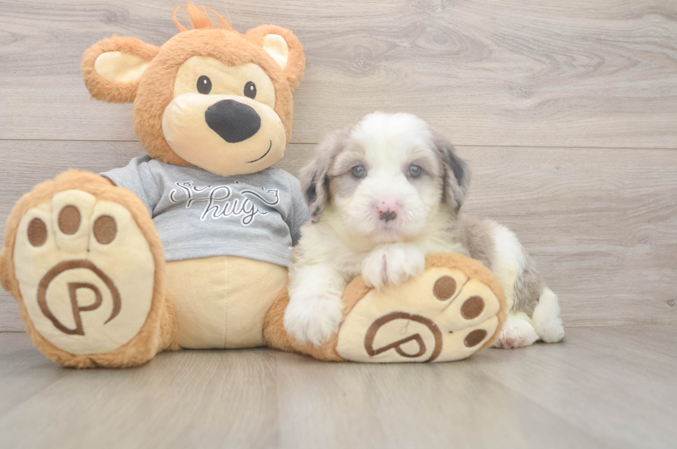 5 week old Mini Sheepadoodle Puppy For Sale - Florida Fur Babies