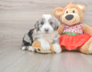 5 week old Mini Sheepadoodle Puppy For Sale - Florida Fur Babies