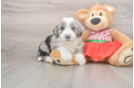 Happy Mini Sheepadoodle Baby
