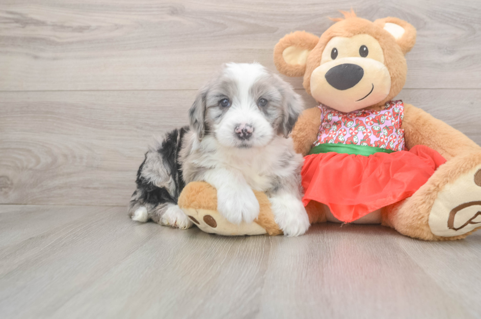 5 week old Mini Sheepadoodle Puppy For Sale - Florida Fur Babies