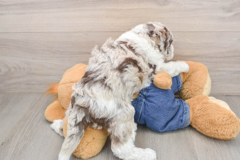 Playful Sheepdoodle Poodle Mix Puppy