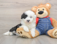 5 week old Mini Sheepadoodle Puppy For Sale - Florida Fur Babies