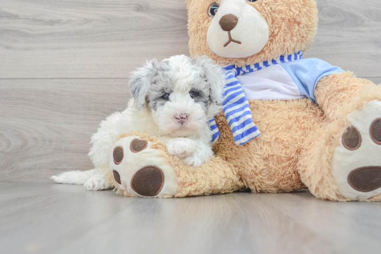 Mini Sheepadoodle Puppy for Adoption