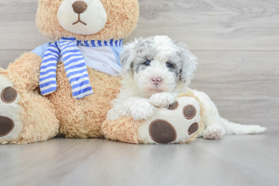 Petite Mini Sheepadoodle Poodle Mix Pup