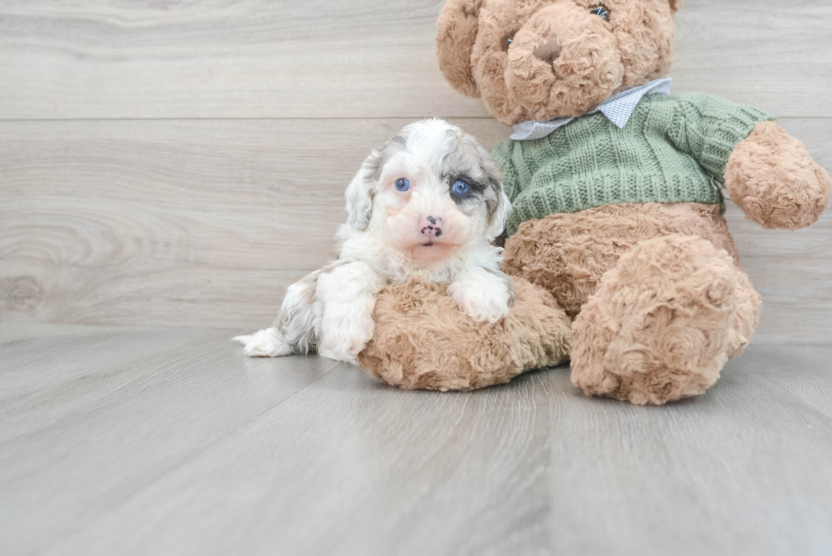 Toy sheepadoodle hot sale for sale