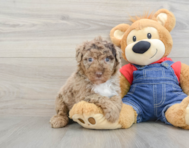 8 week old Mini Sheepadoodle Puppy For Sale - Florida Fur Babies