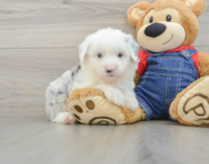 6 week old Mini Sheepadoodle Puppy For Sale - Florida Fur Babies